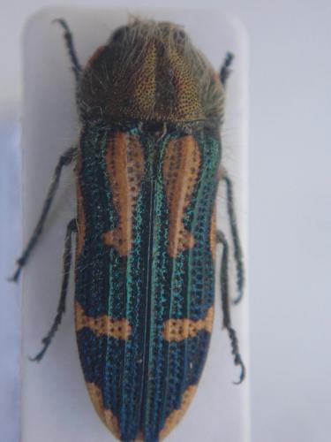 Dactylozodes sp.