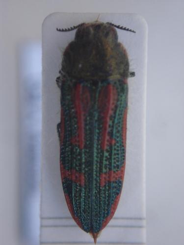 Réf. 26 503 : Dactylozodes cupricollis
