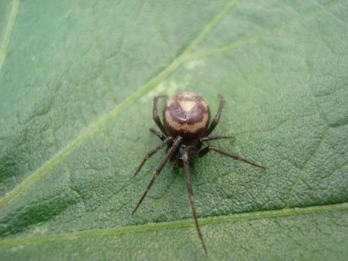 Steatoda grossa