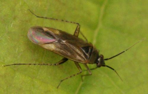 Réf. 26 595 : Plagiognathus arbustorum