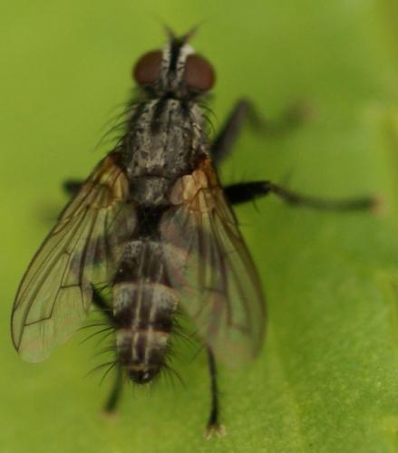 Stevenia sp.