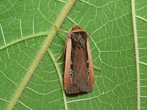 Ochropleura leucogaster