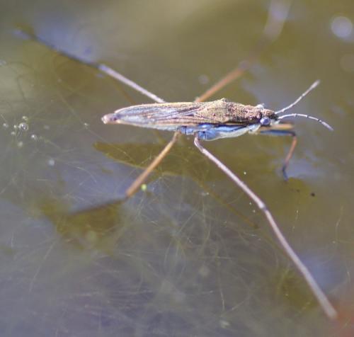 Gerris sp.