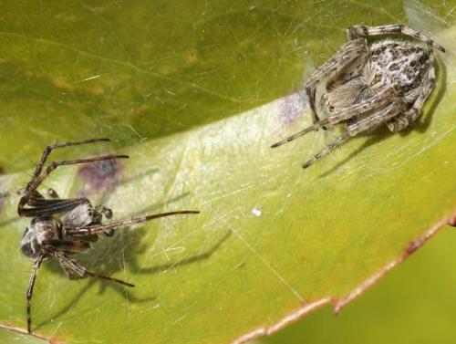 Agalenatea redii