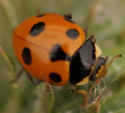 Ceratomegilla undecimnotata