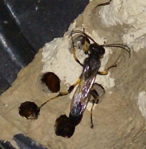 Sceliphron spirifex