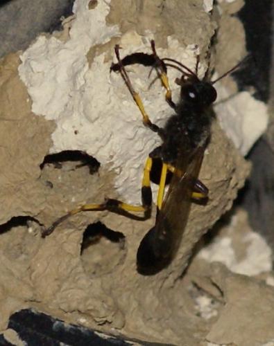 Sceliphron spirifex
