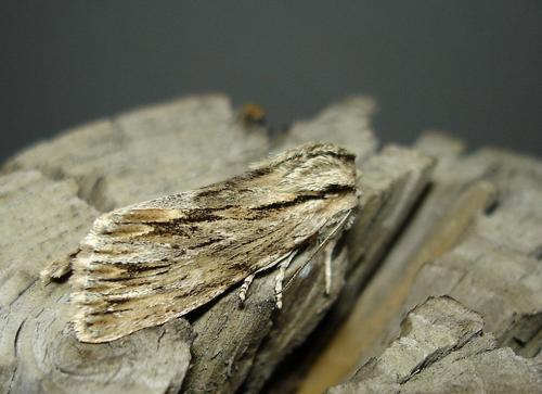Réf. 26 606 : Asteroscopus sphinx