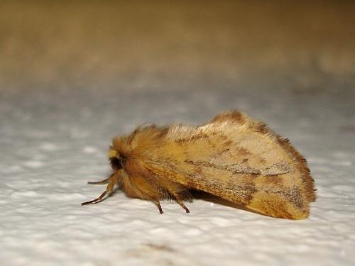 Ptilophora plumigera