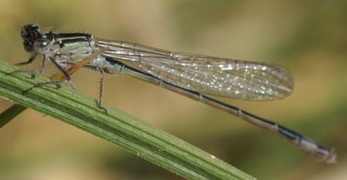 Ischnura elegans