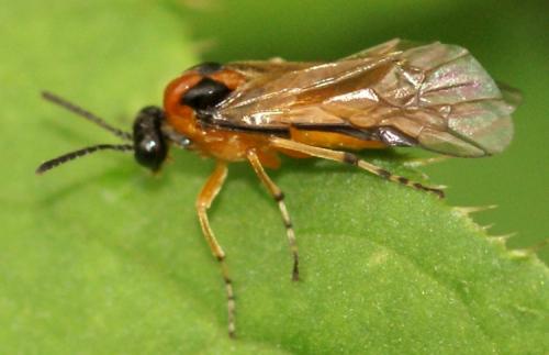 Réf. 26 877 : Athalia rosae
