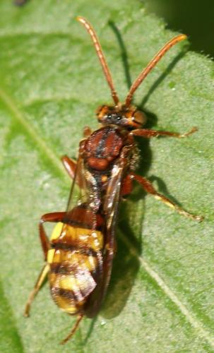 Nomada flava