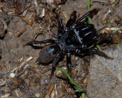 Atypus sp.