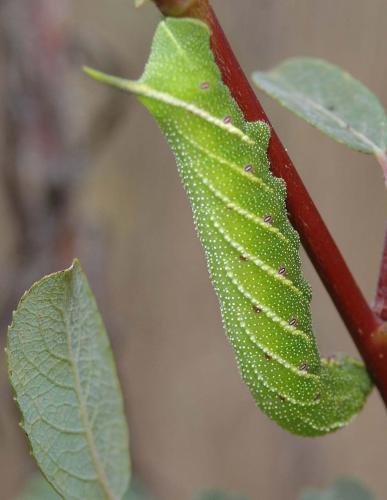 Smerinthus ocellata