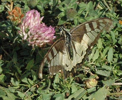 Papilio machaon