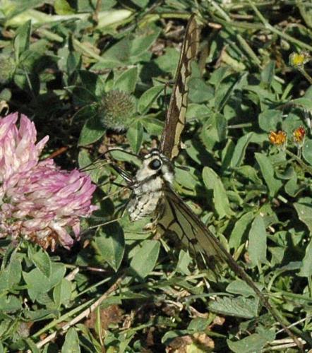 Papilio machaon