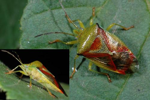 Réf. 26 703 : Elasmostethus interstinctus