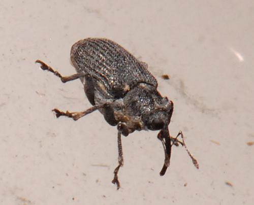 Ceutorhynchus sp.