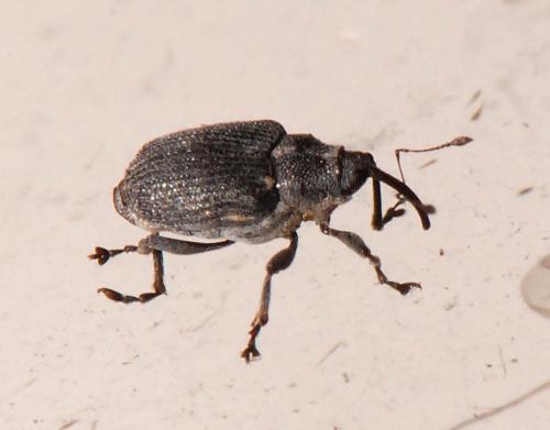 Réf. 26 935 : Ceutorhynchus sp.