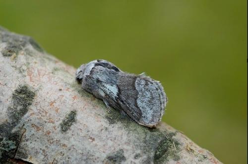 Trichiura castiliana