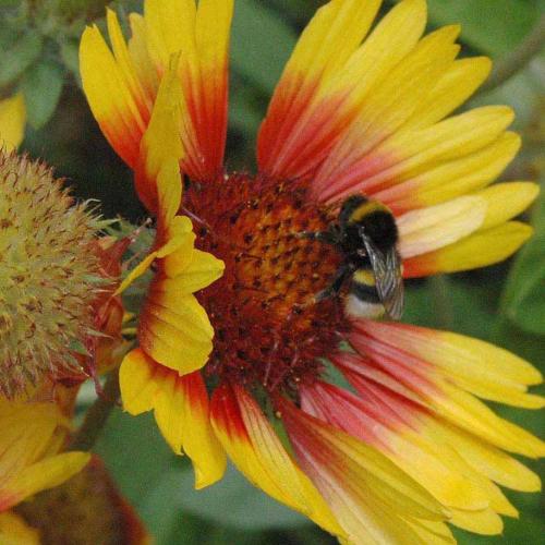 Bombus sp.