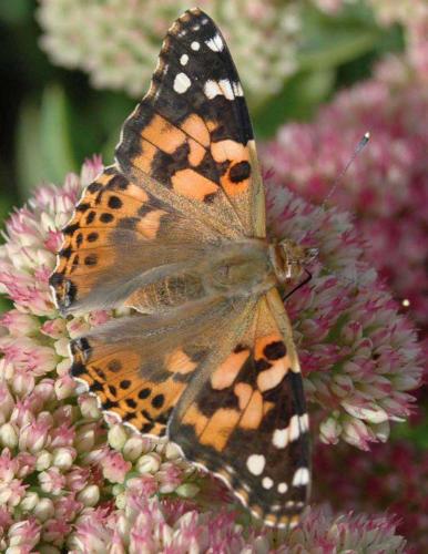 Réf. 26 196 : Vanessa cardui