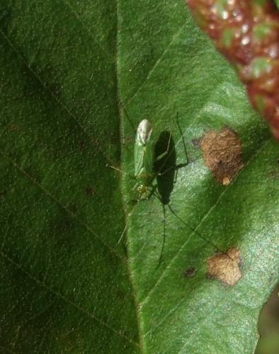 Blepharidopterus angulatus