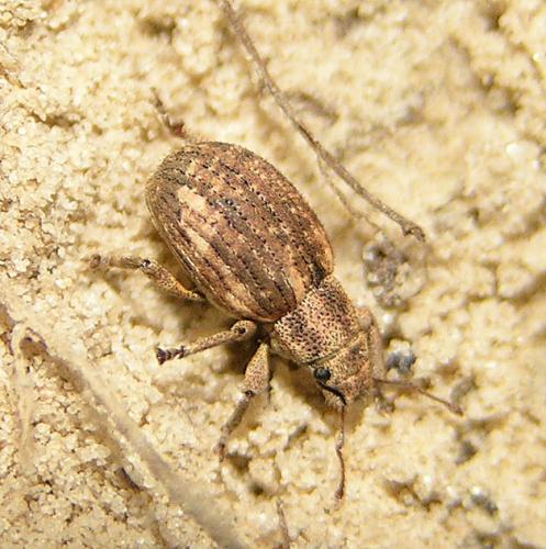Strophosoma capitatum