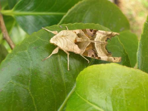 Phlogophora meticulosa