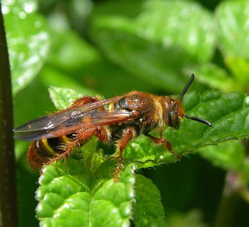 Xanthocampsomeris tricincta