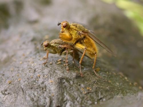 Réf. 26 370 : Scathophaga stercoraria