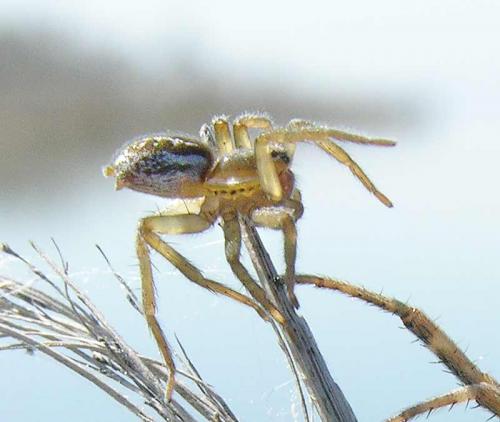 Pirata sp.