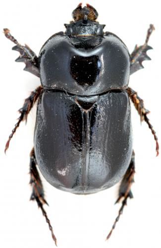 Réf. 26 050 : Pycnoschema sp.