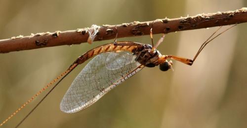 Ecdyonurus sp.