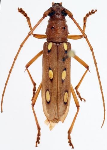 Eburodacrys triocellata