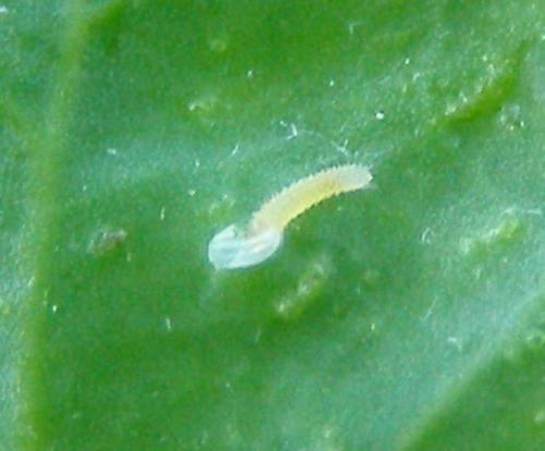 Pieris rapae