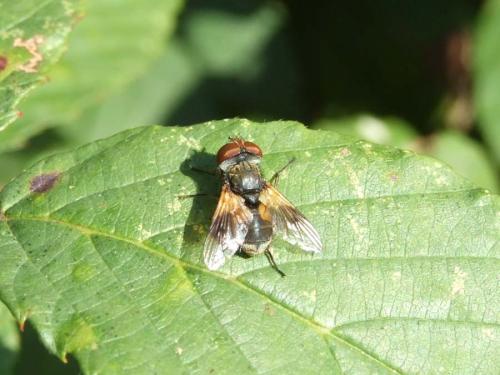 Réf. 26 165 : Ectophasia sp.