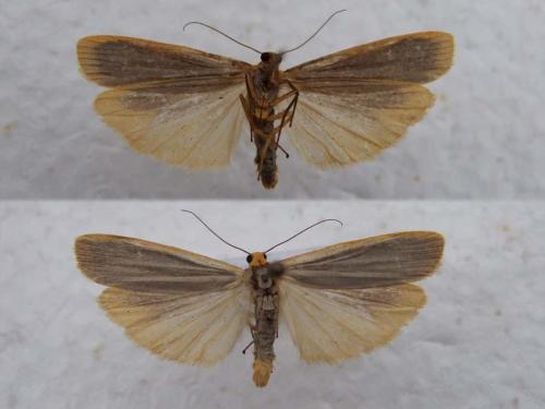 Réf. 26 211 : Eilema complana
