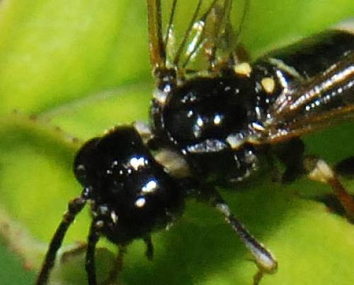 Réf. 26 462 : Emphytus sp.
