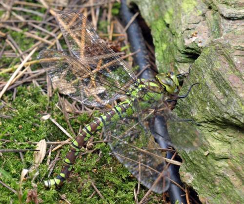 Aeshna cyanea