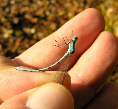 Enallagma cyathigerum