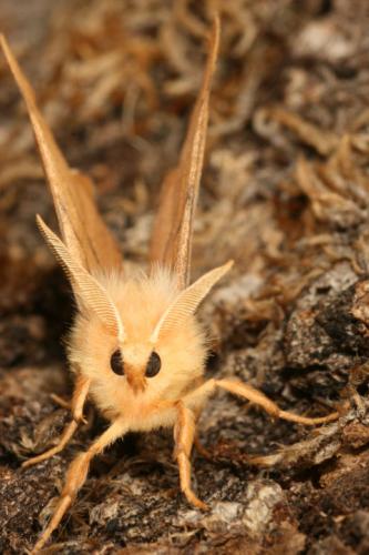 Ennomos sp.