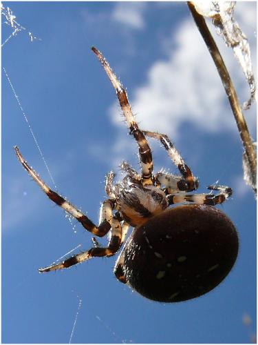 Araneus quadratus