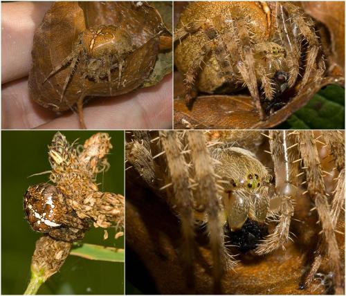 Araneus diadematus