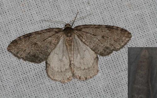 Réf. 26 182 : Epirrita dilutata