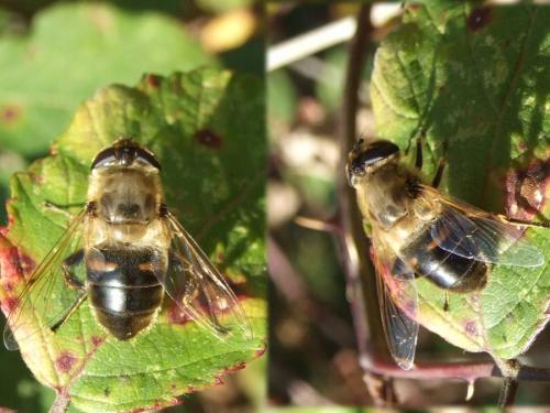 Eristalis tenax