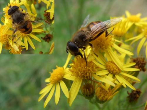 Réf. 26 226 : Eristalis tenax