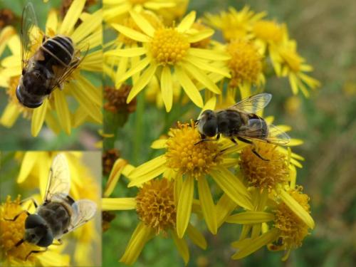 Eristalis arbustorum