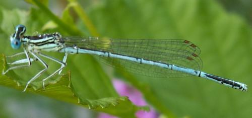 Platycnemis pennipes