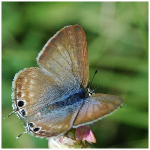 photo de papillon